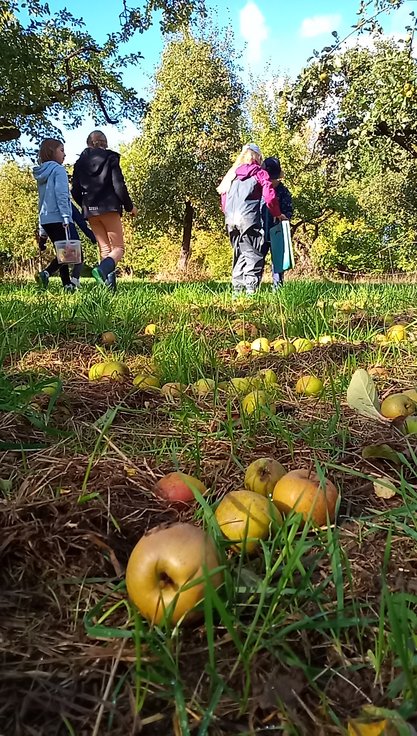 Apfelsortenvielfalt der Streuobstwiese