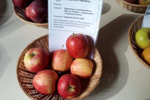 Obstsorten-Bestimmungsseminar - Grundlagen der Bestimmung alter Apfelsorten 