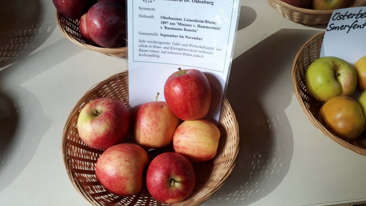 Obstsorten-Bestimmungsseminar - Grundlagen der Bestimmung alter Apfelsorten 