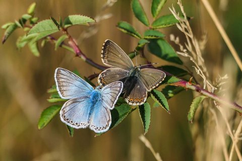 Foto AG auf dem Schmetterlingspfad bei Willebadessen 