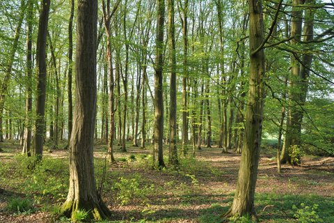 Vortrag: Das Naturschutzgebiet Schwalenberger Wald