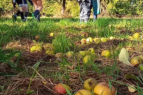 Apfelsortenvielfalt der Streuobstwiese