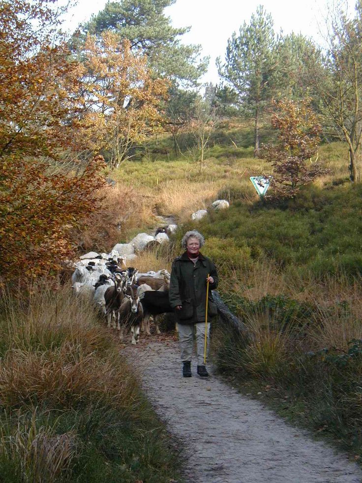 Landschaftspflege mit Schafen, Bild 1